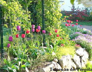 Tulpen an der Pergola